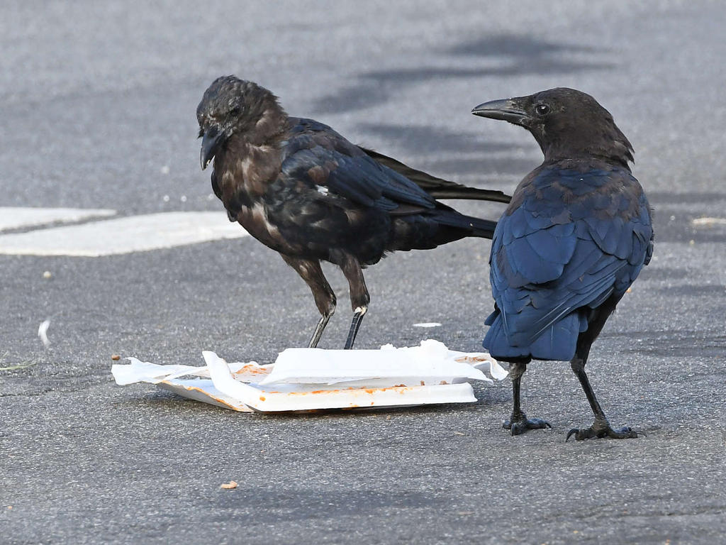 Crow6.jpg