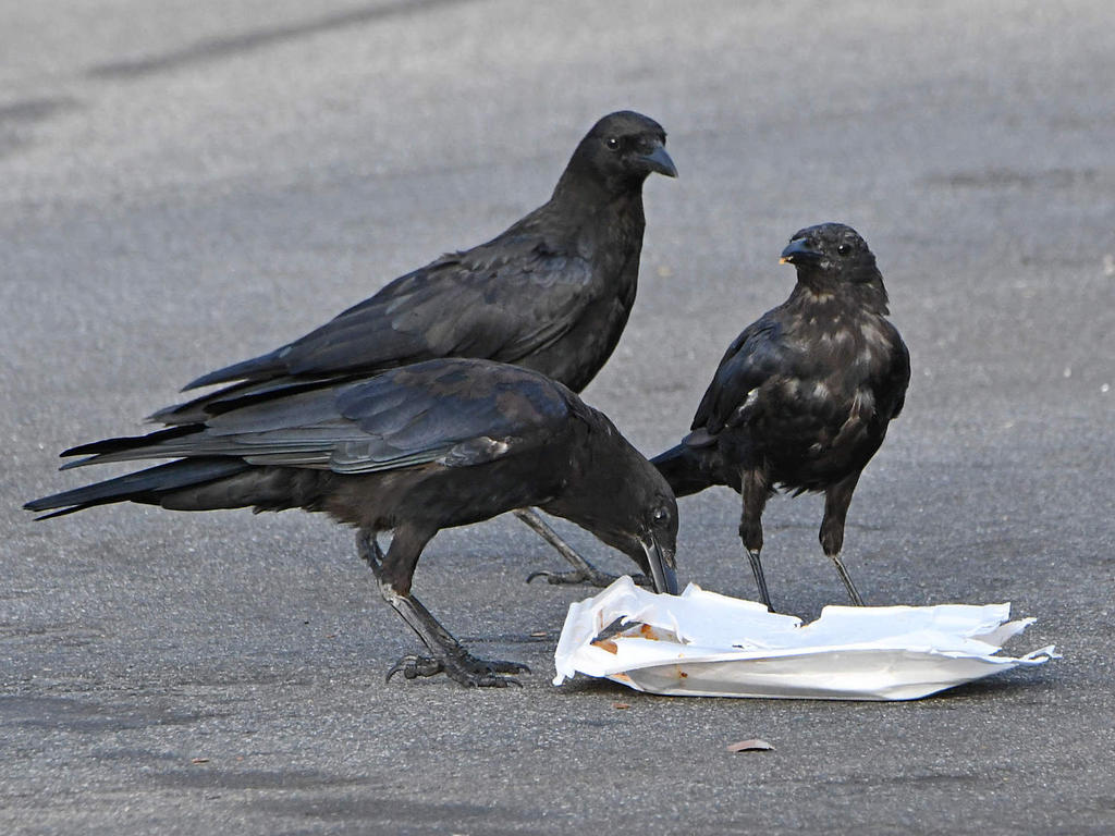 Crow8.jpg