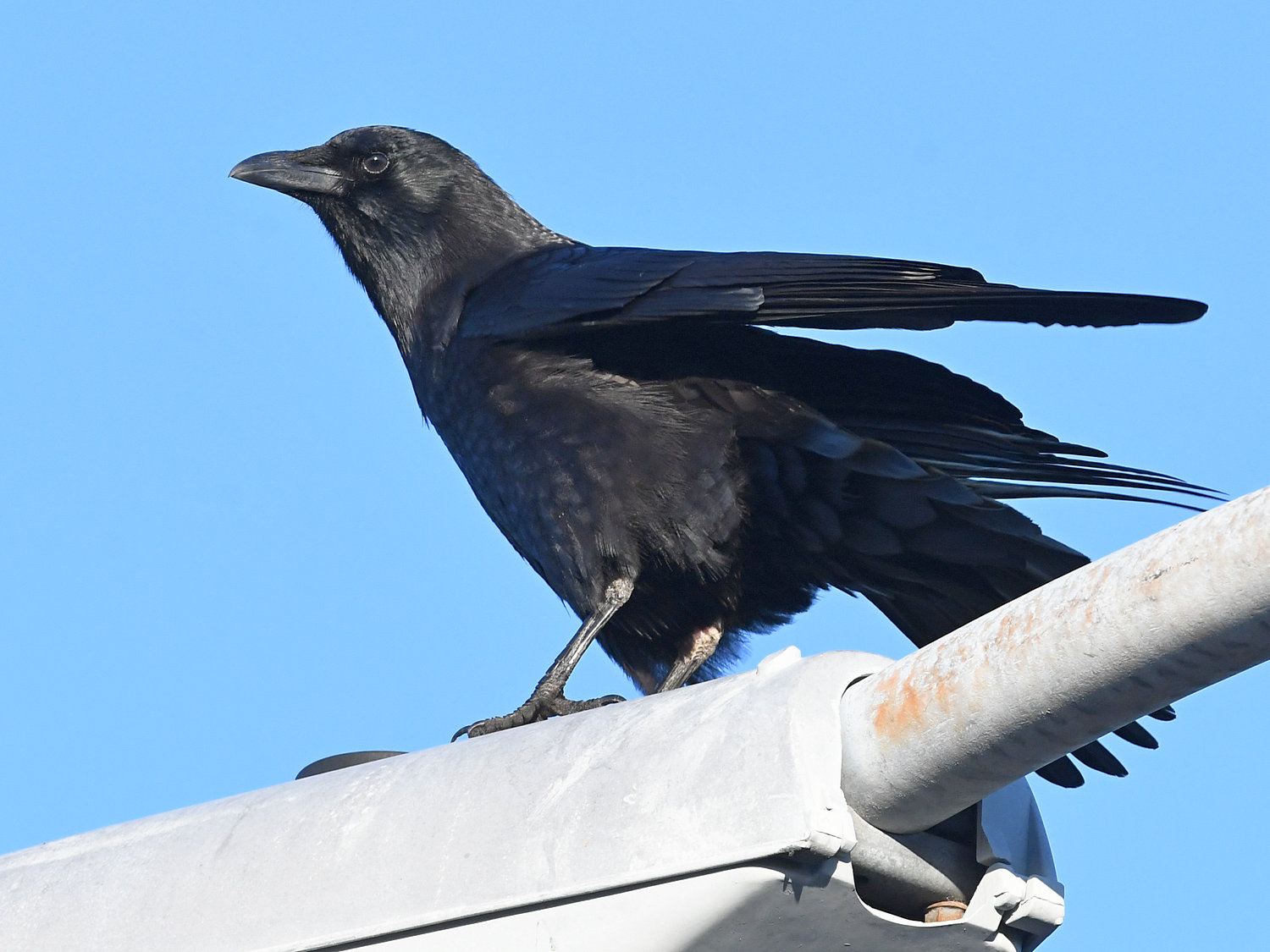 Crow8.jpg