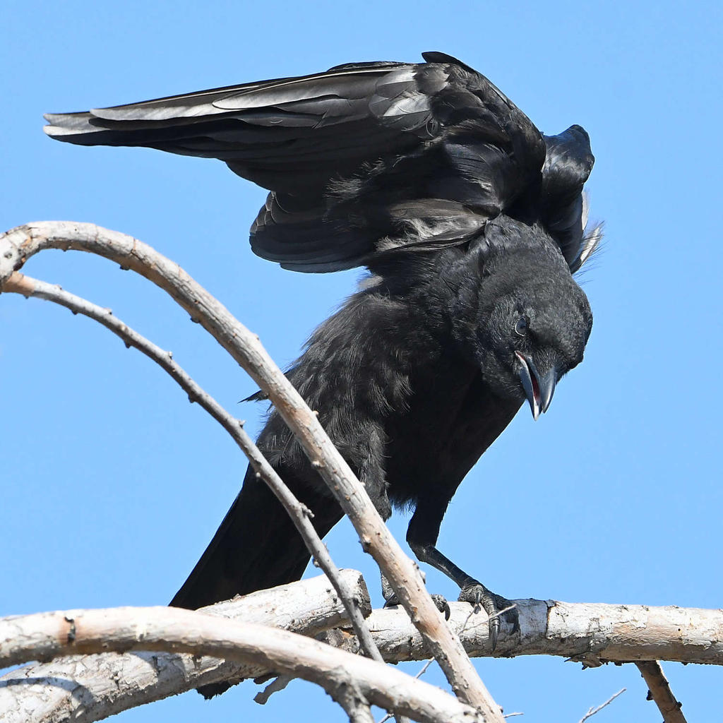 Crow9.jpg
