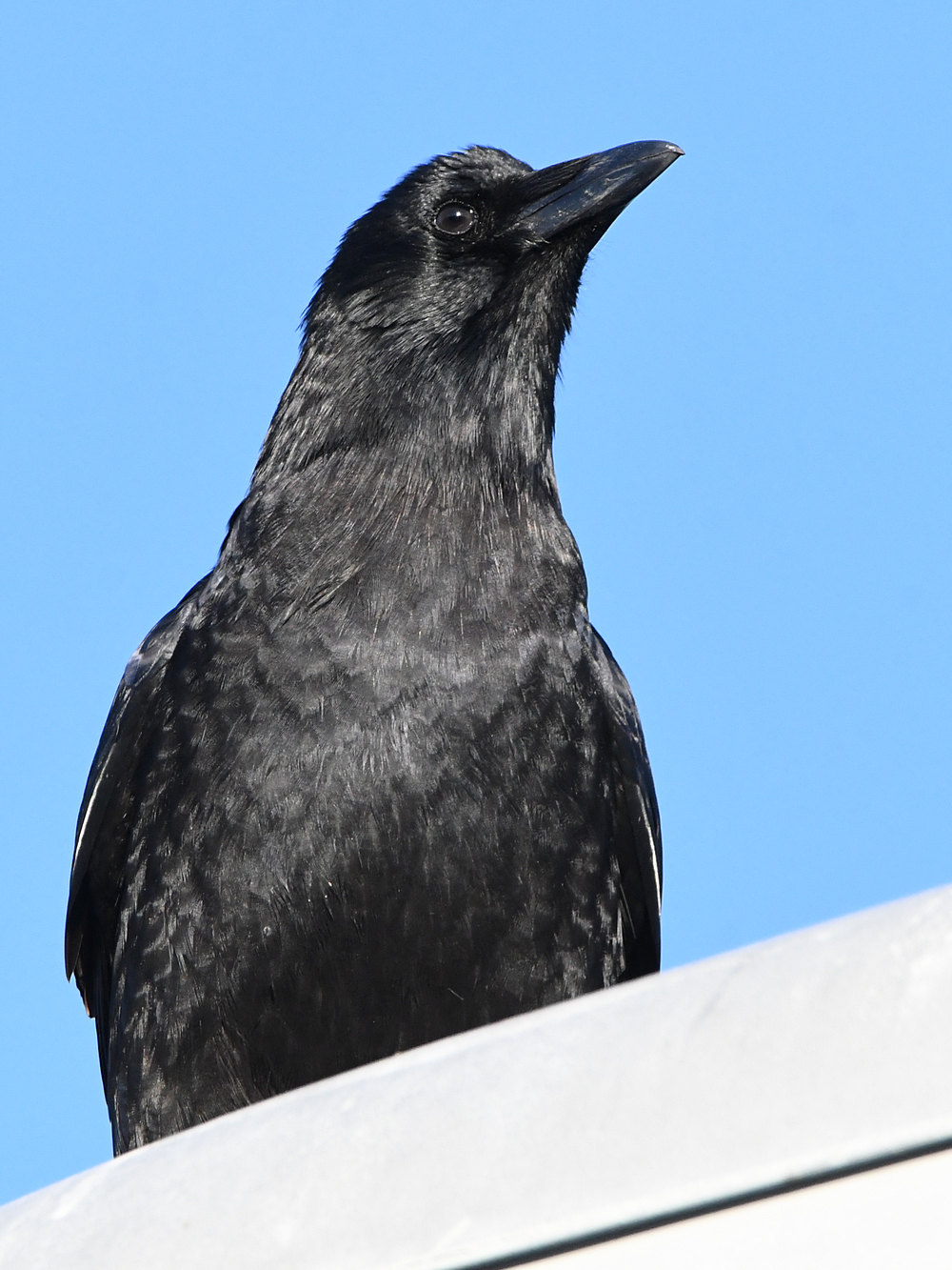 Crow9.jpg