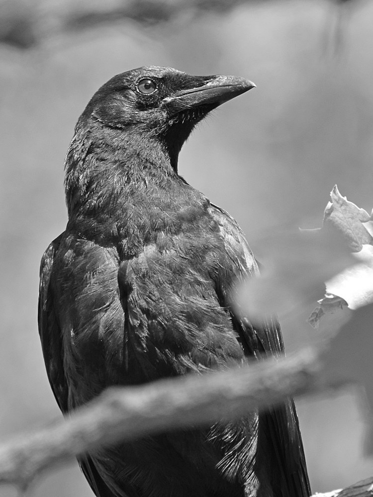 CrowBW.jpg
