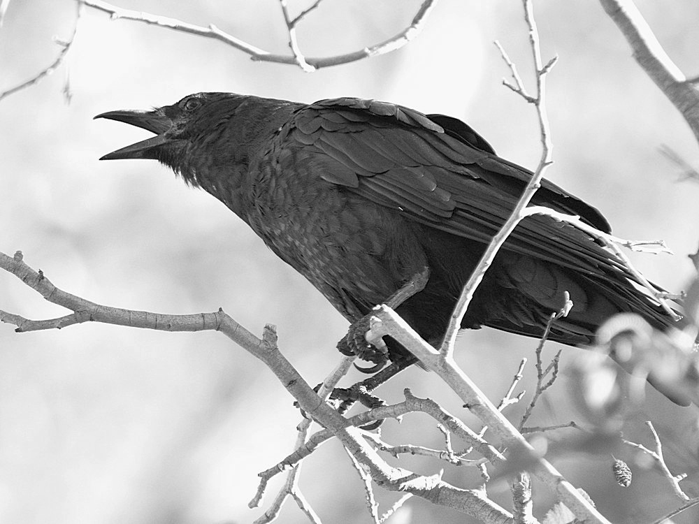 CrowBW.jpg