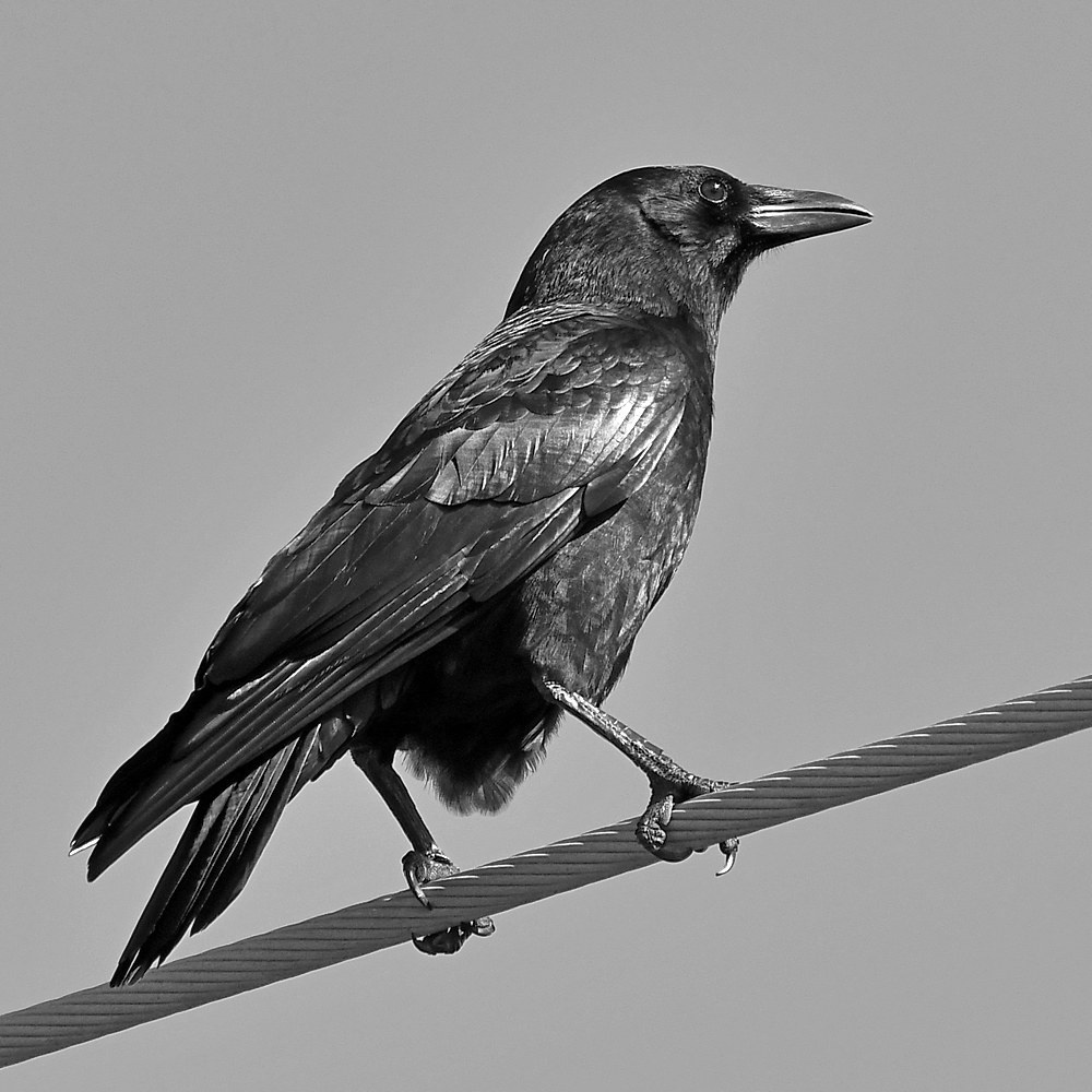 CrowBW.jpg