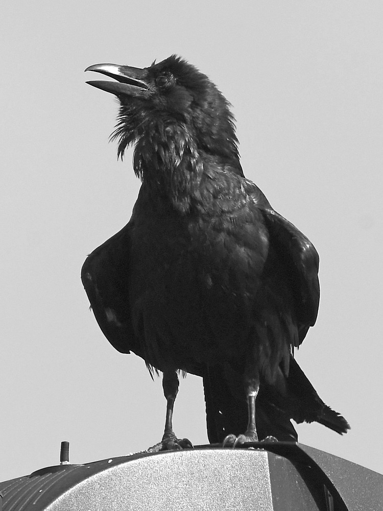 CrowBW.jpg