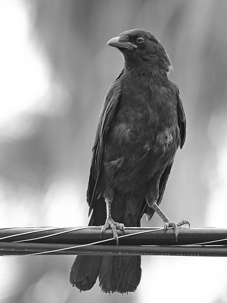 CrowBW.jpg
