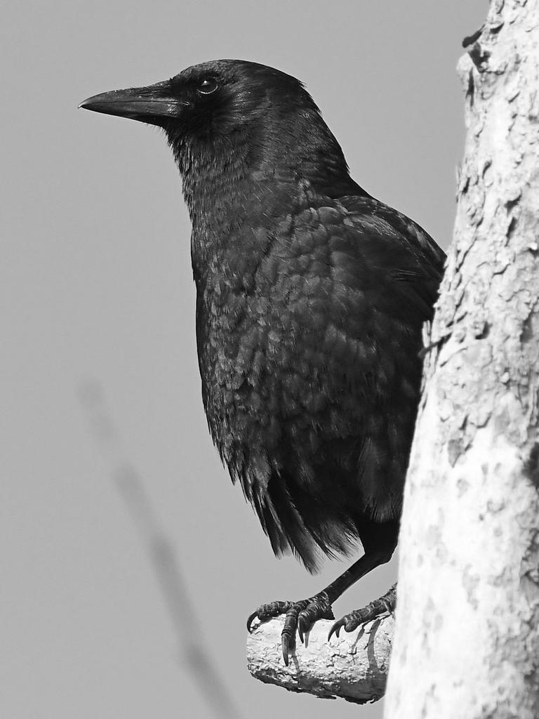 CrowBW.jpg