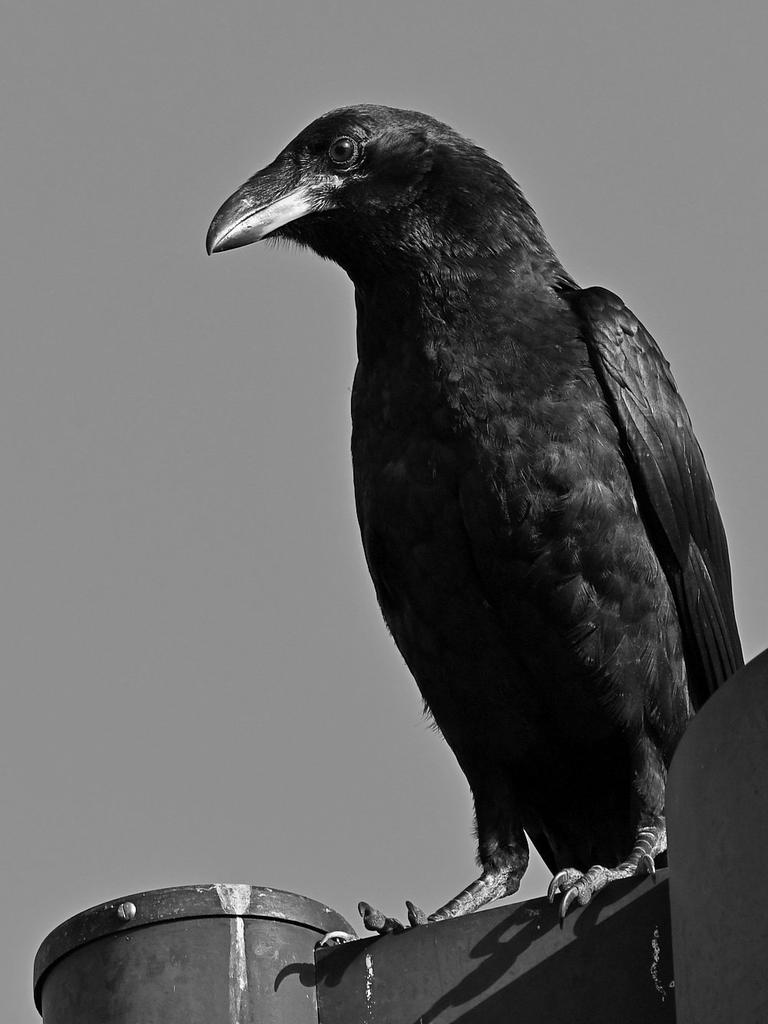 CrowBW.jpg
