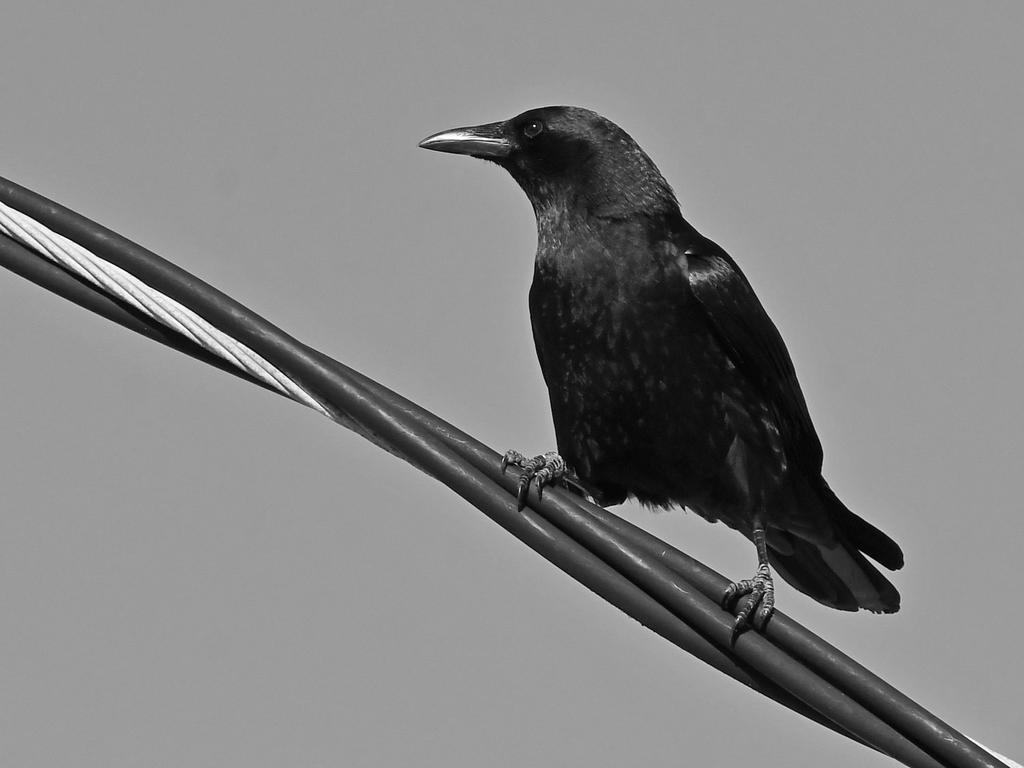 CrowBW.jpg