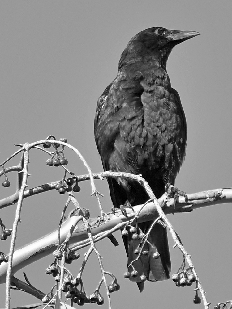 CrowBW3.jpg
