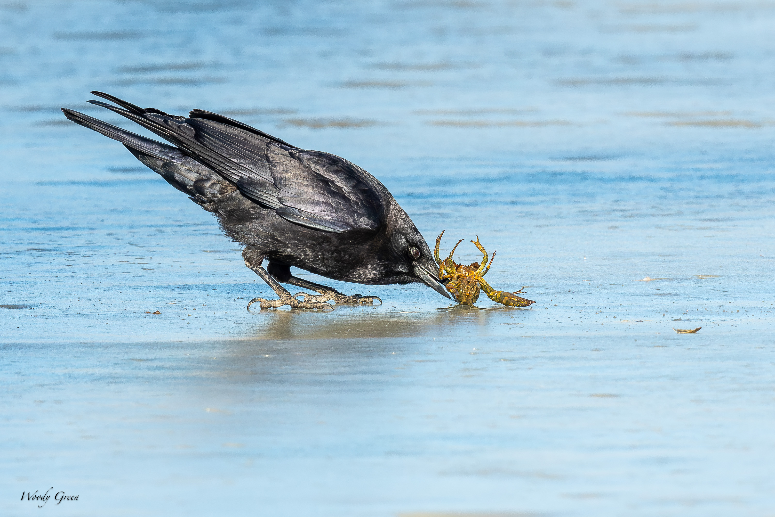 CrowCrawdad-13.jpg