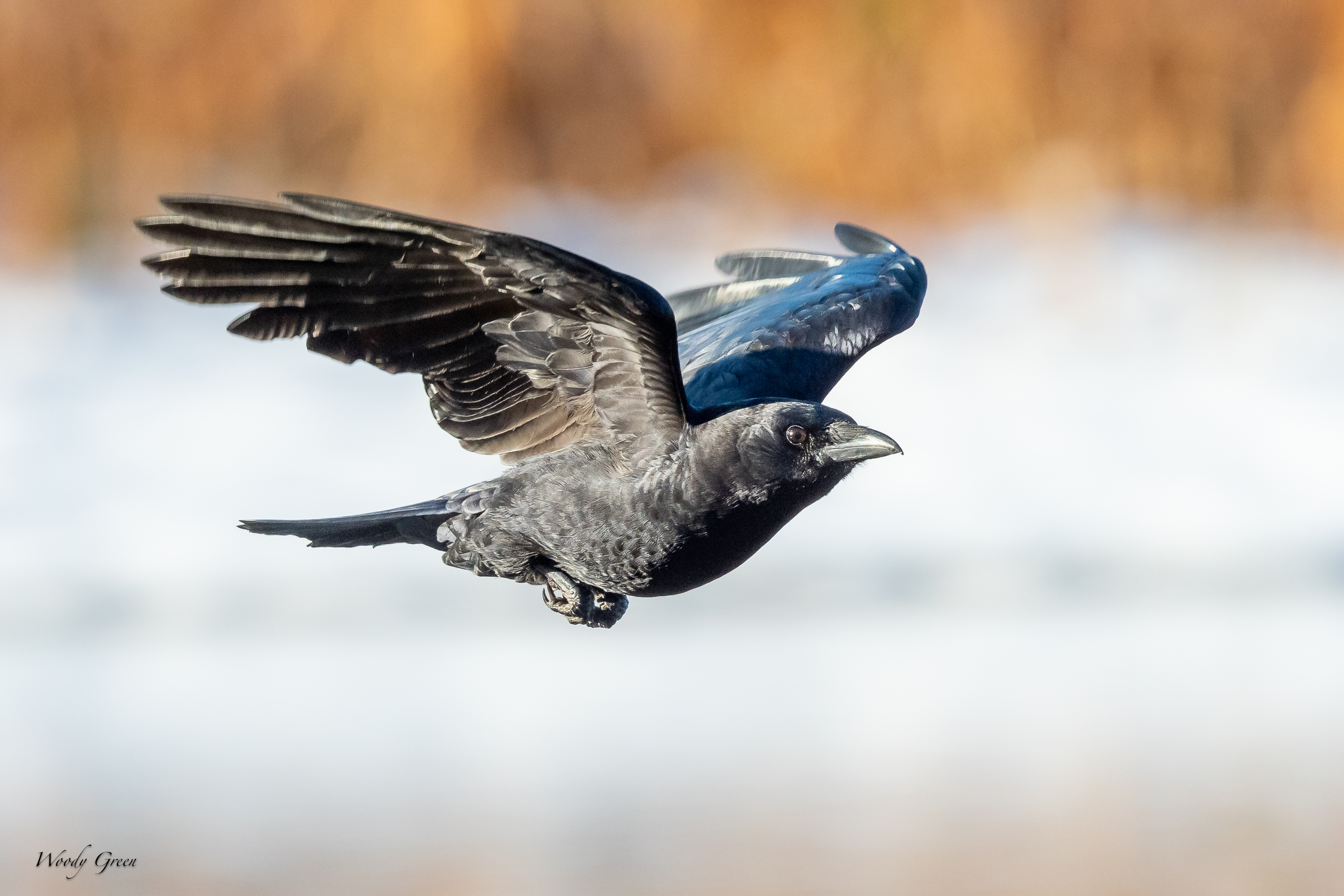 CrowFlight-150.jpg