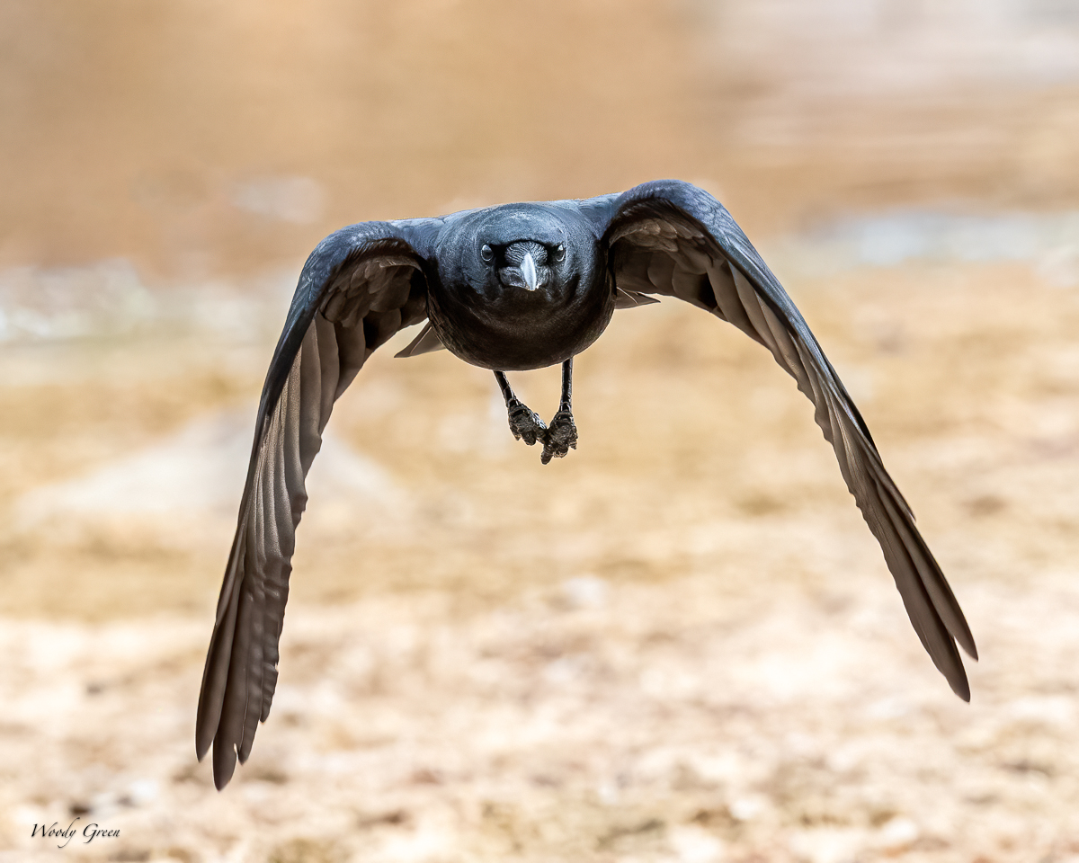 CrowFlight-210.jpg