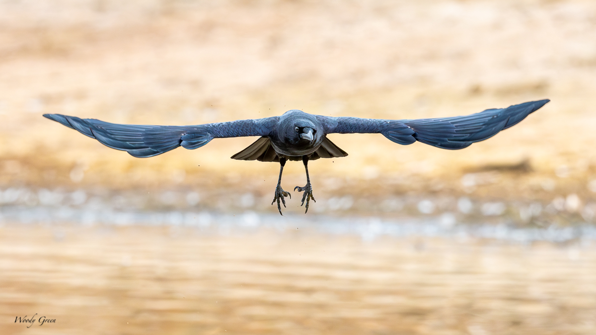 CrowFlight-211.jpg