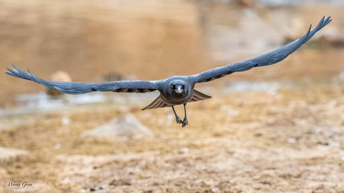 CrowFlight-212.jpg