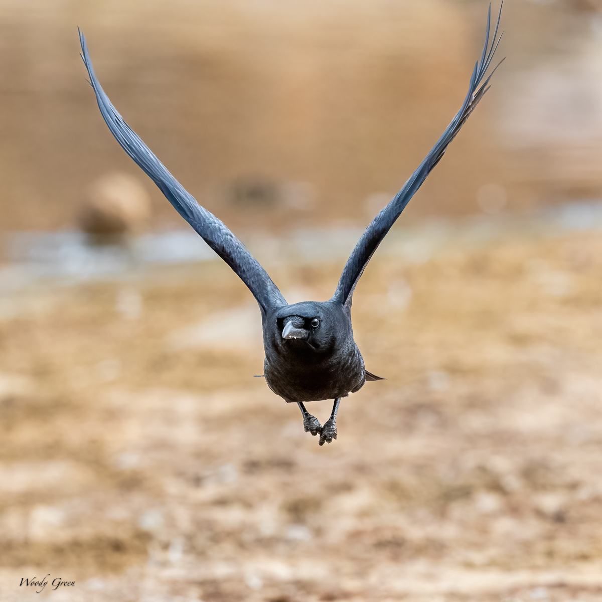 CrowFlight-213.jpg