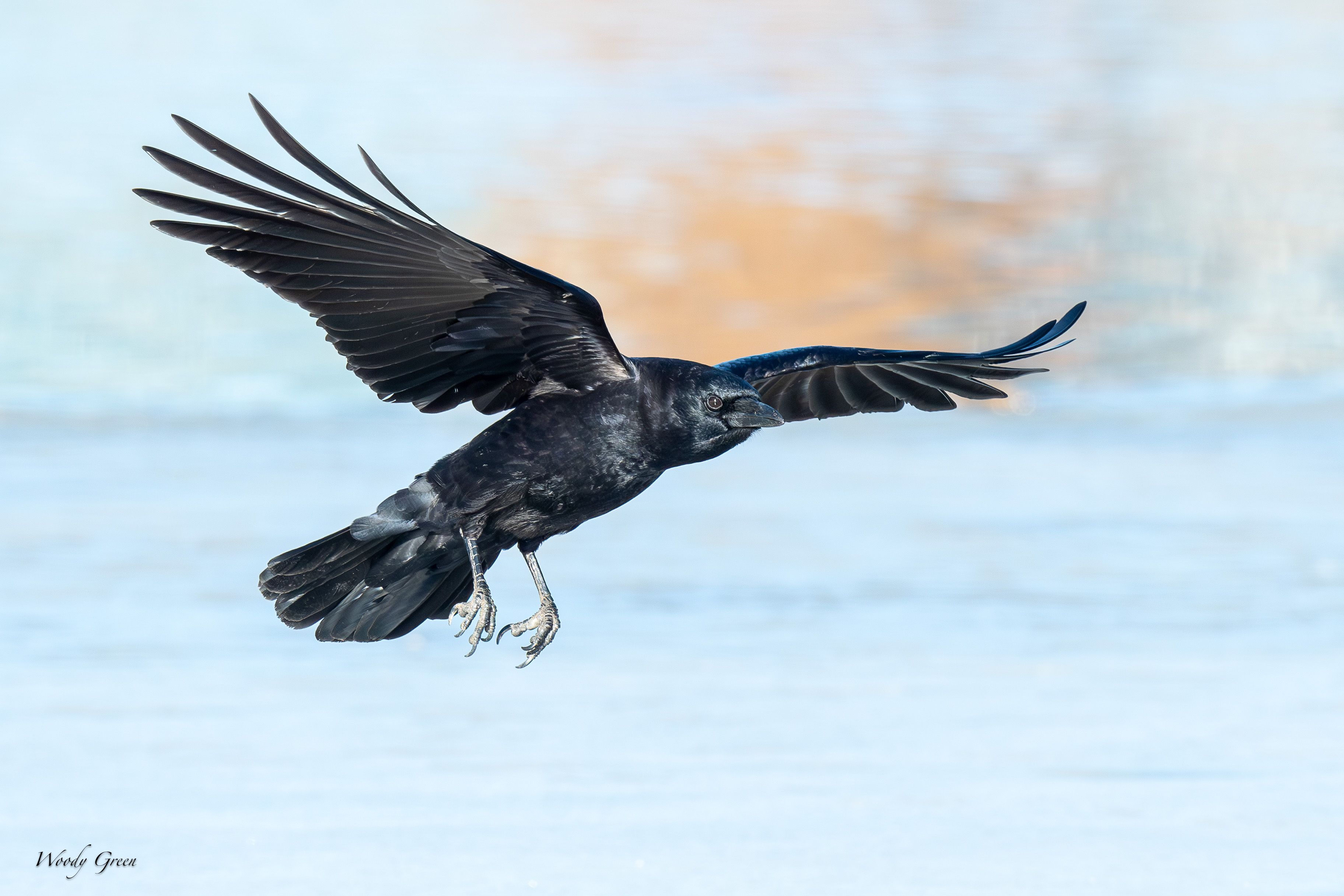 CrowIceLanding-24.jpg