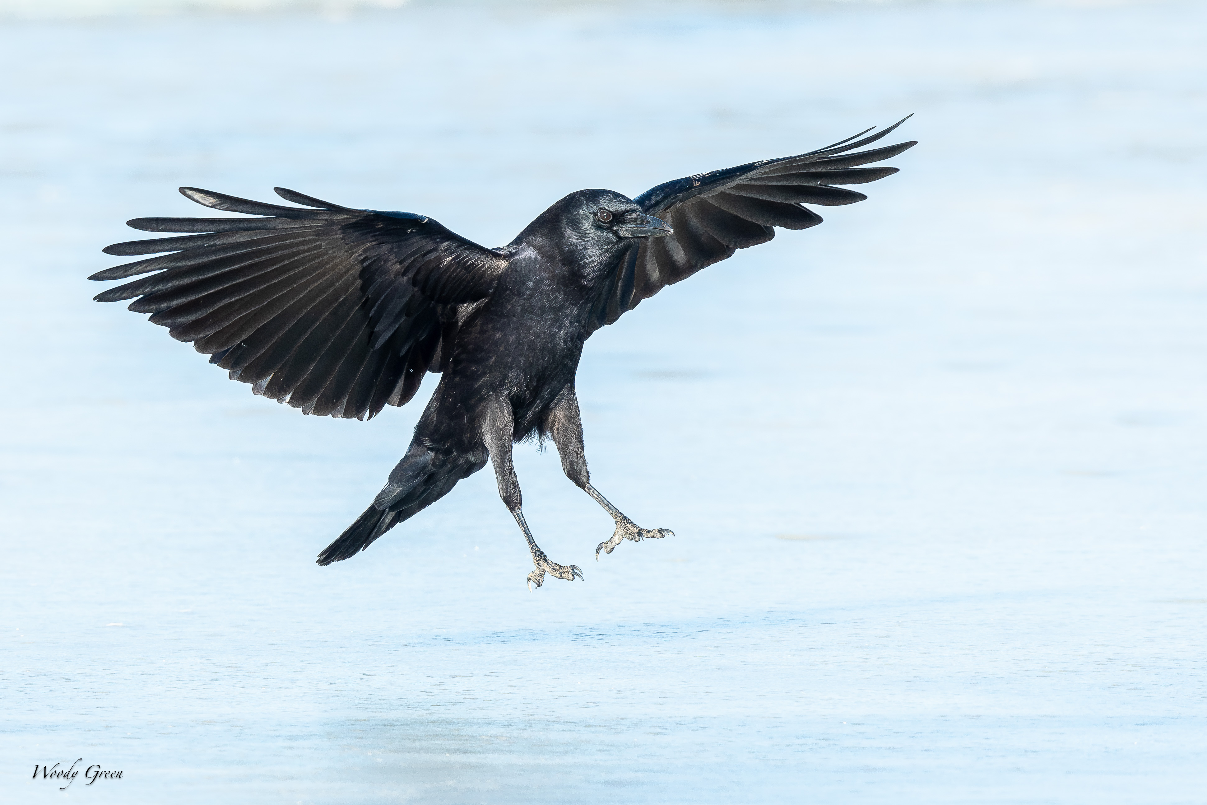 CrowIceLanding-25.jpg