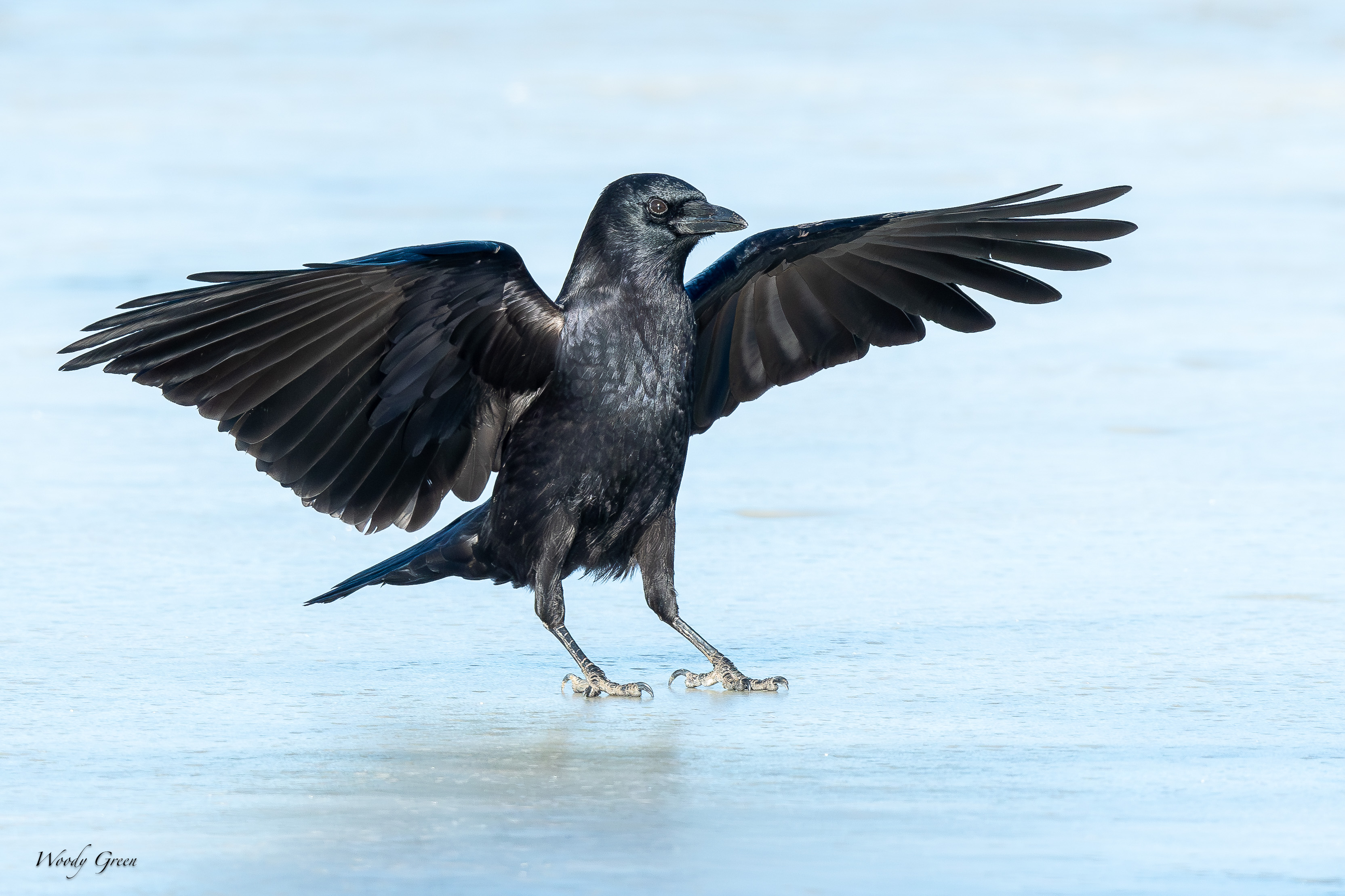 CrowIceLanding-26.jpg