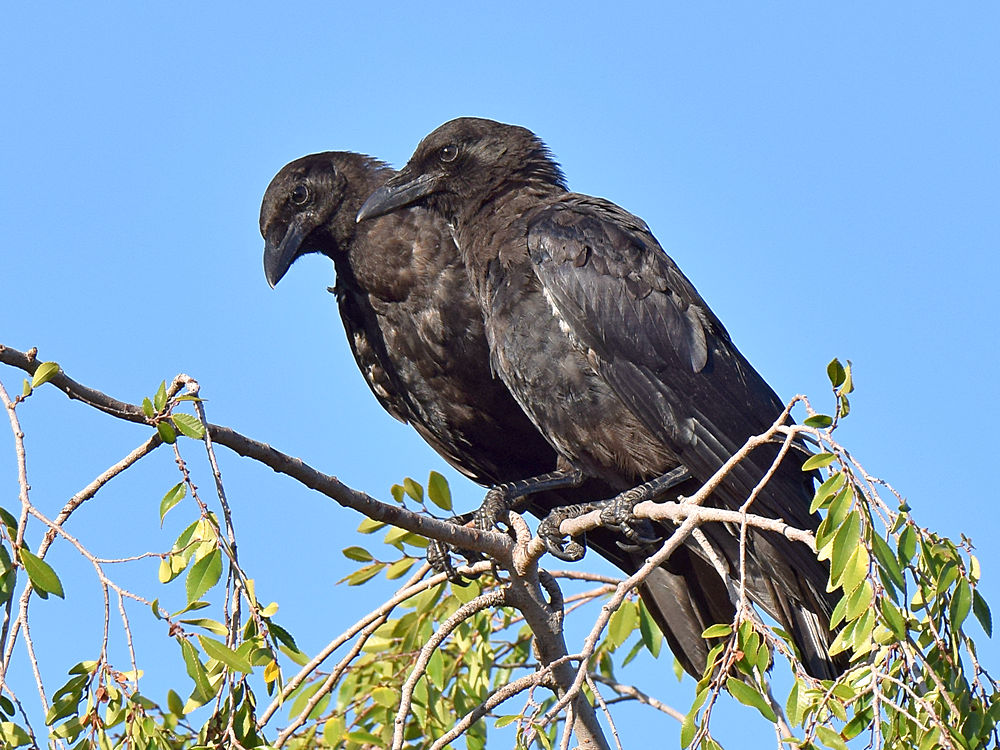 Crows.jpg