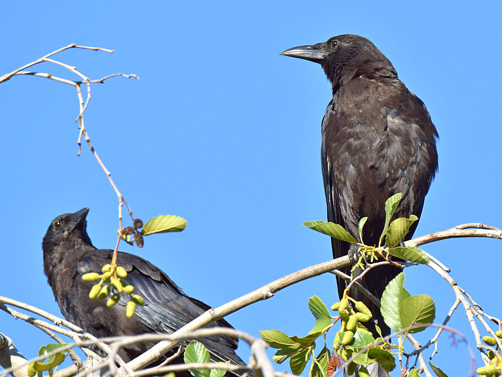 Crows.jpg