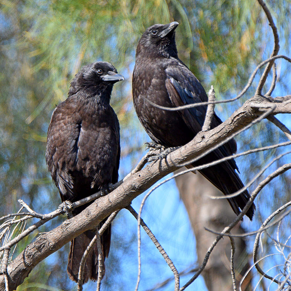 Crows.jpg