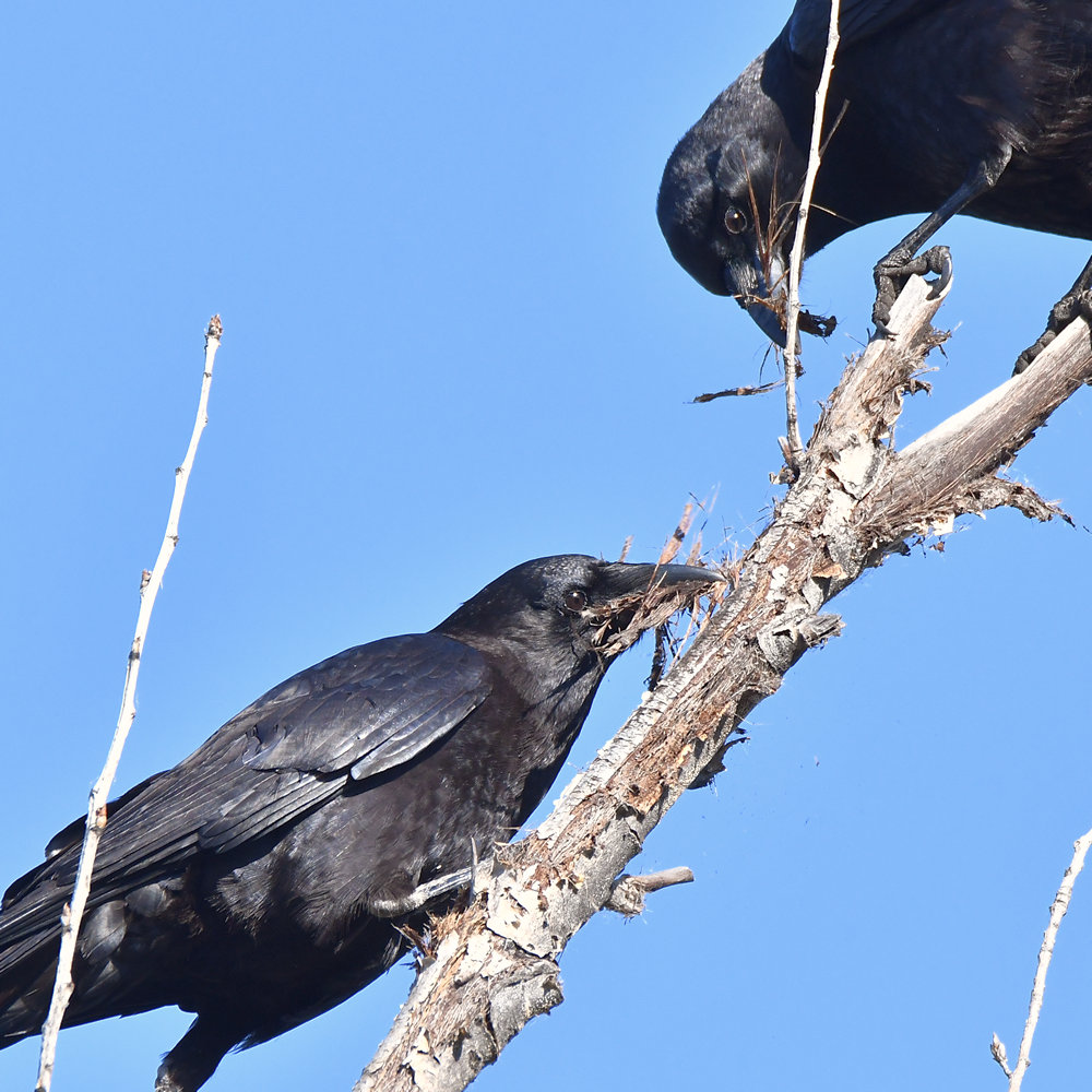 Crows.jpg