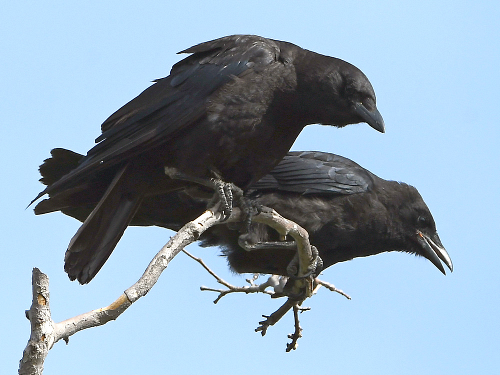 Crows.jpg