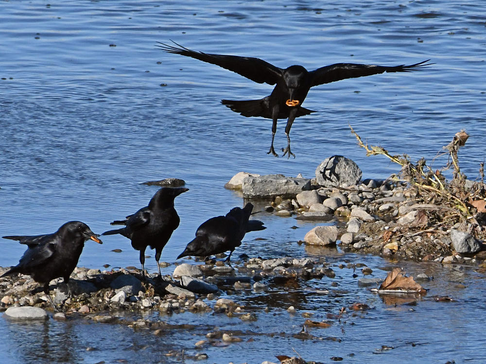 Crows.jpg