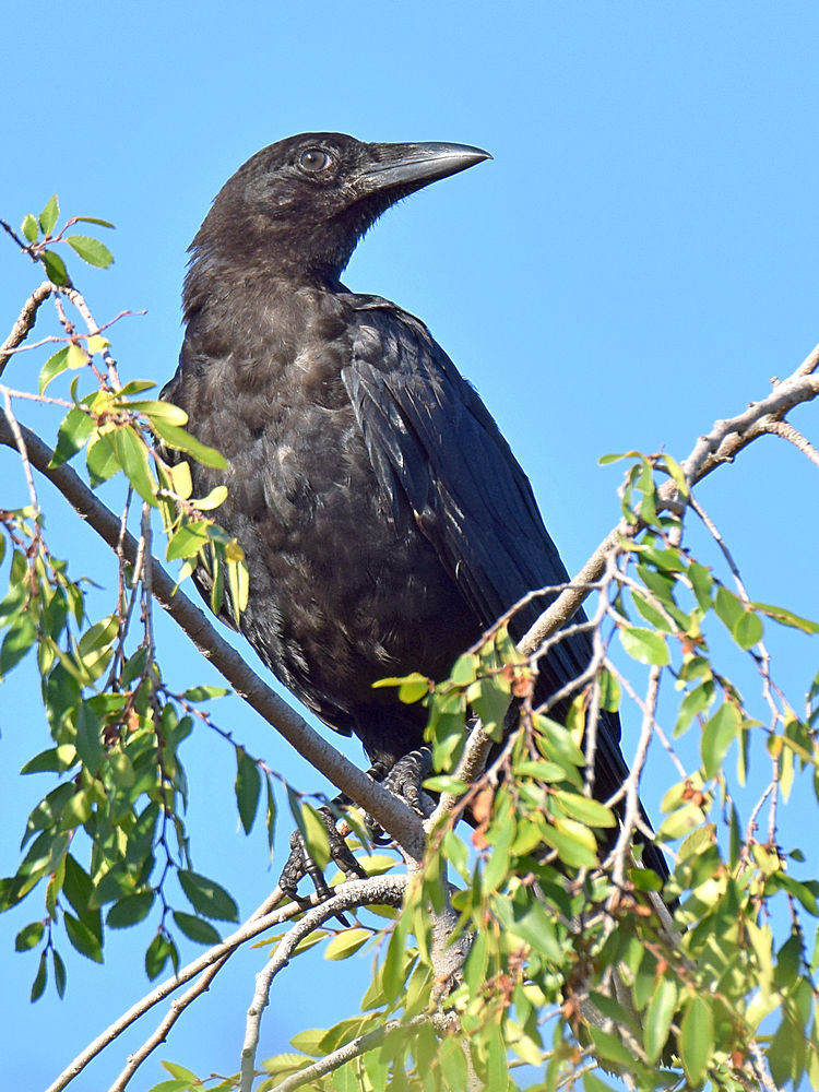 Crows2.jpg