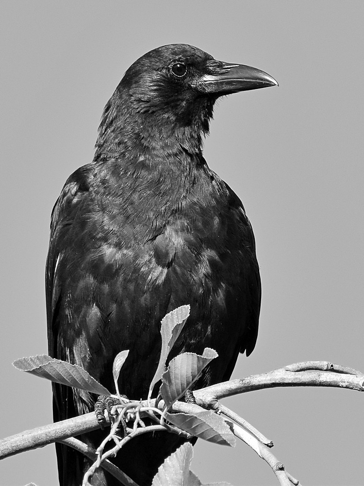 Crows3.jpg