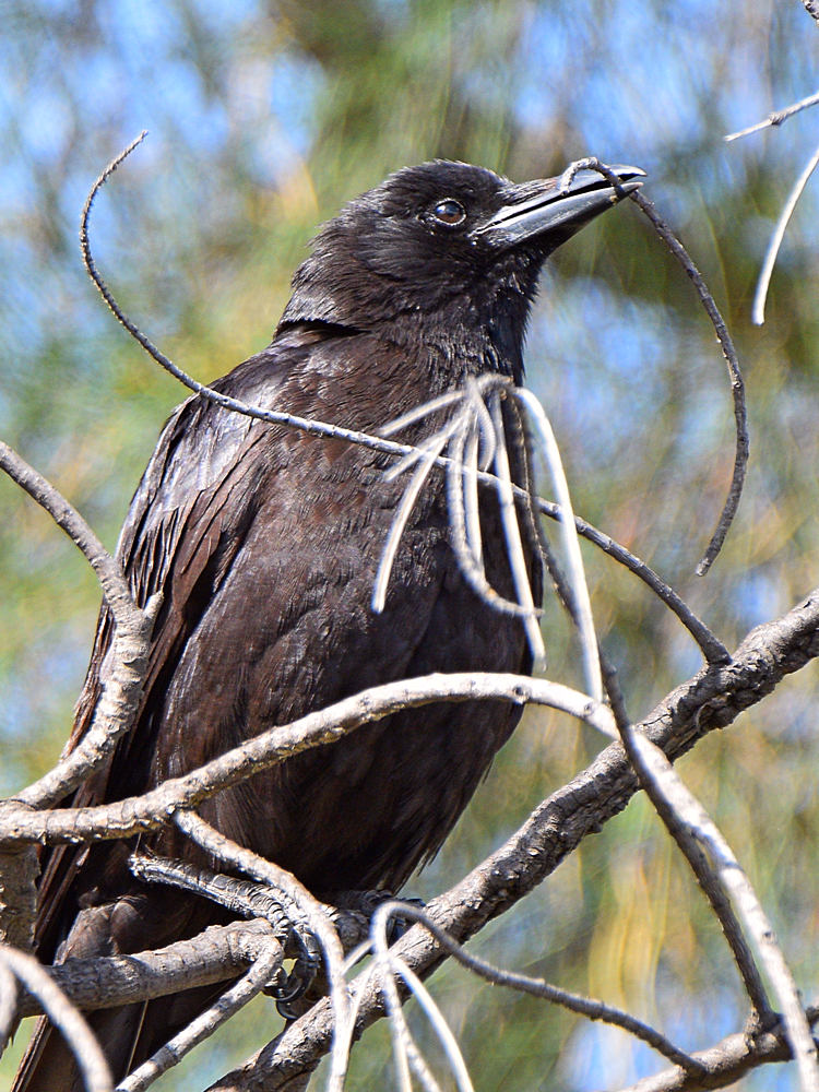 Crows3.jpg