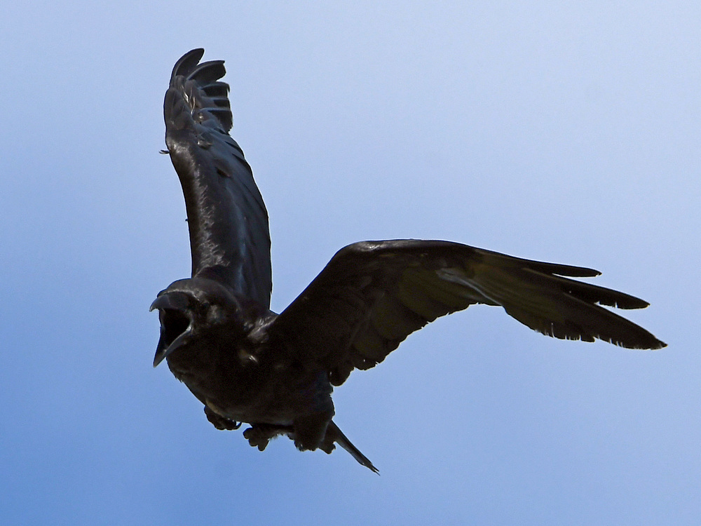 Crows6.jpg