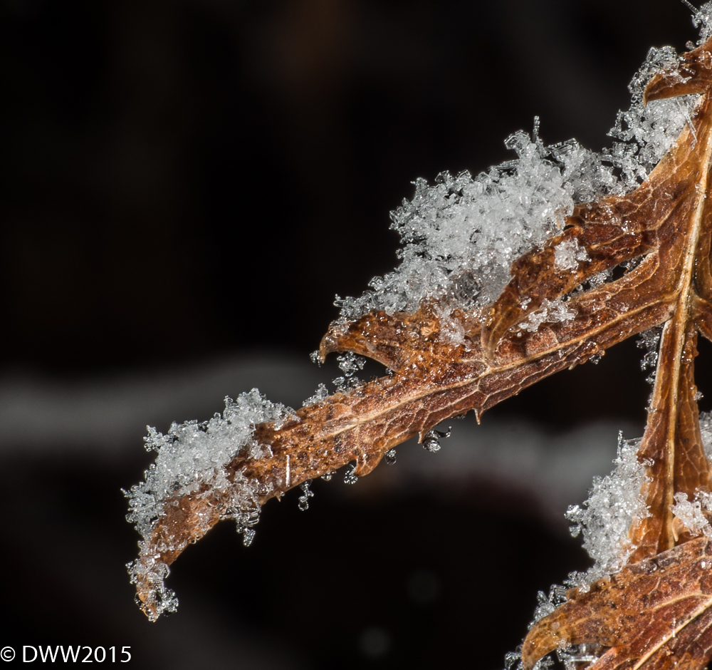 Crystal Leaf (1 of 1).jpg