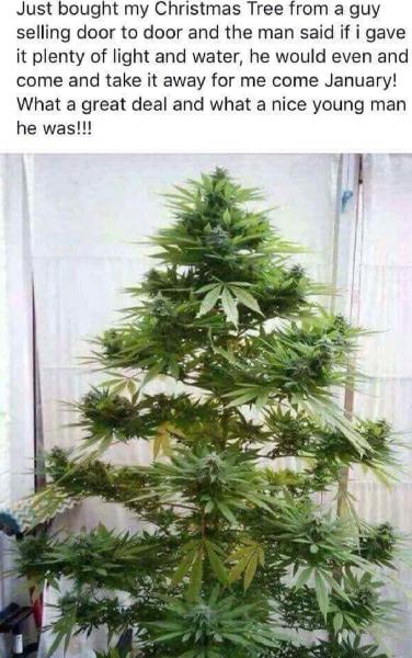 ctree.jpg