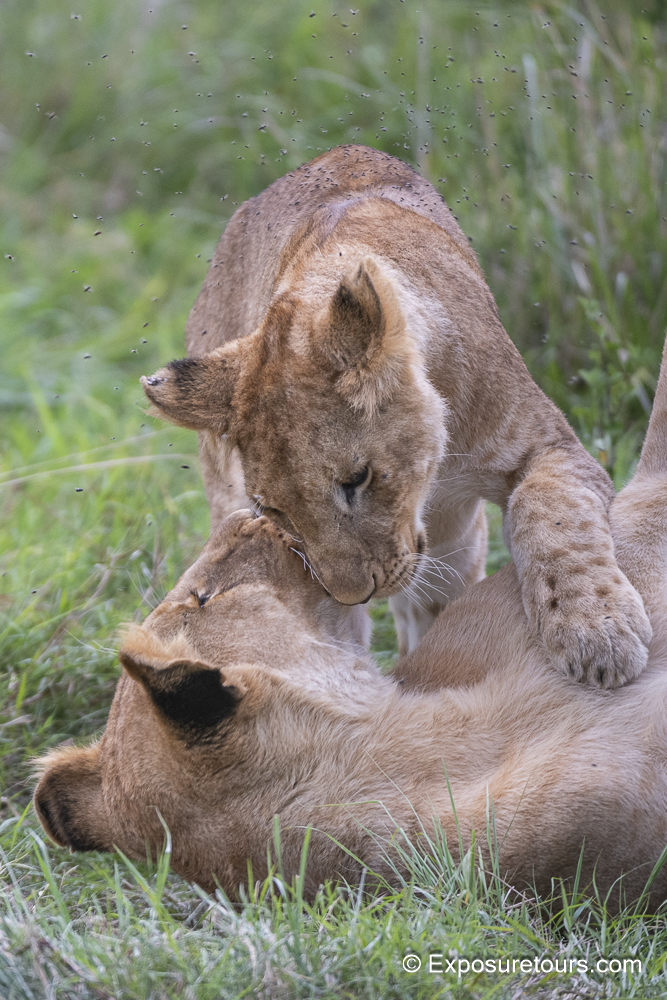 cub and mum exposurtours.jpg