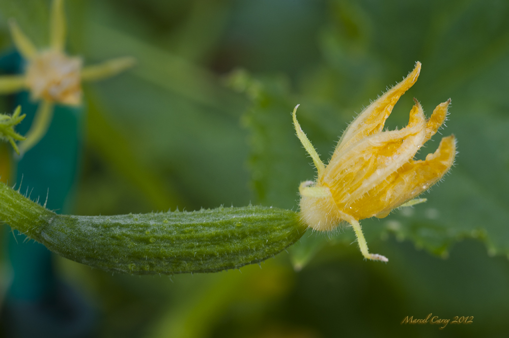 cucumber 2012.jpg