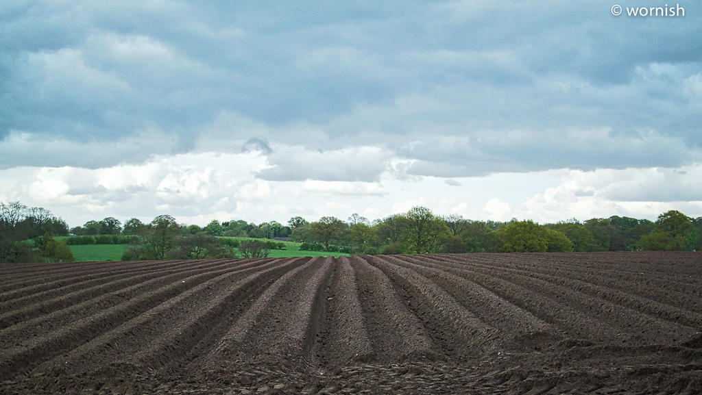 Cultivated1.jpg
