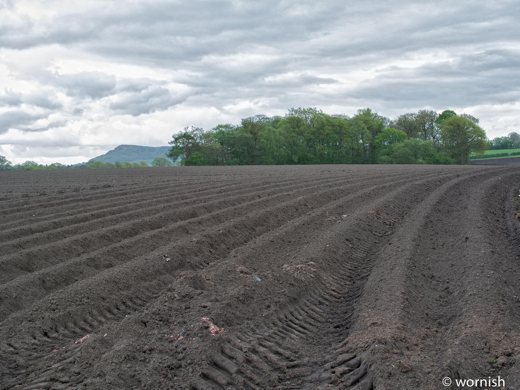 Cultivated2.jpg