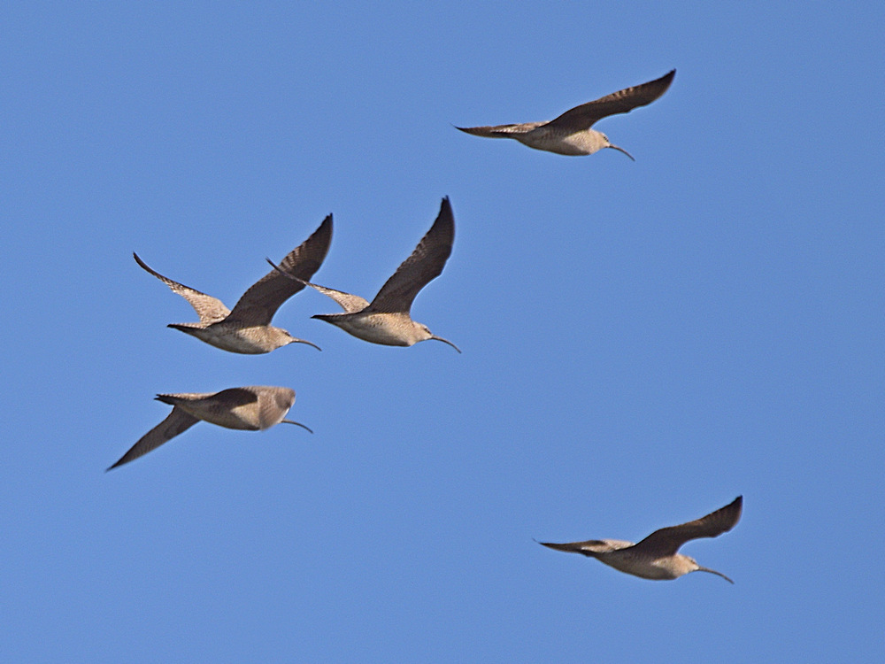 Curlew.jpg