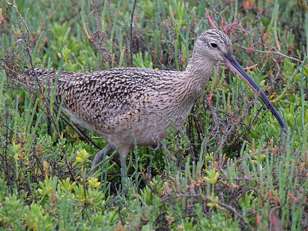 Curlew3.jpg