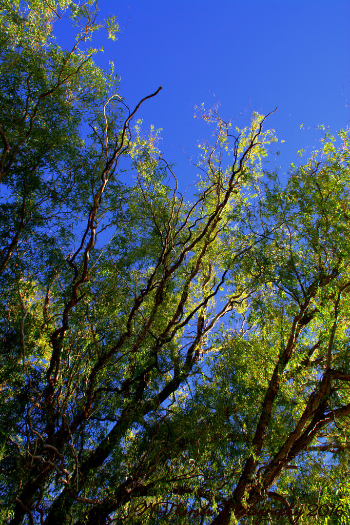Curly Willow Tree  #2 10-9-2016.jpg