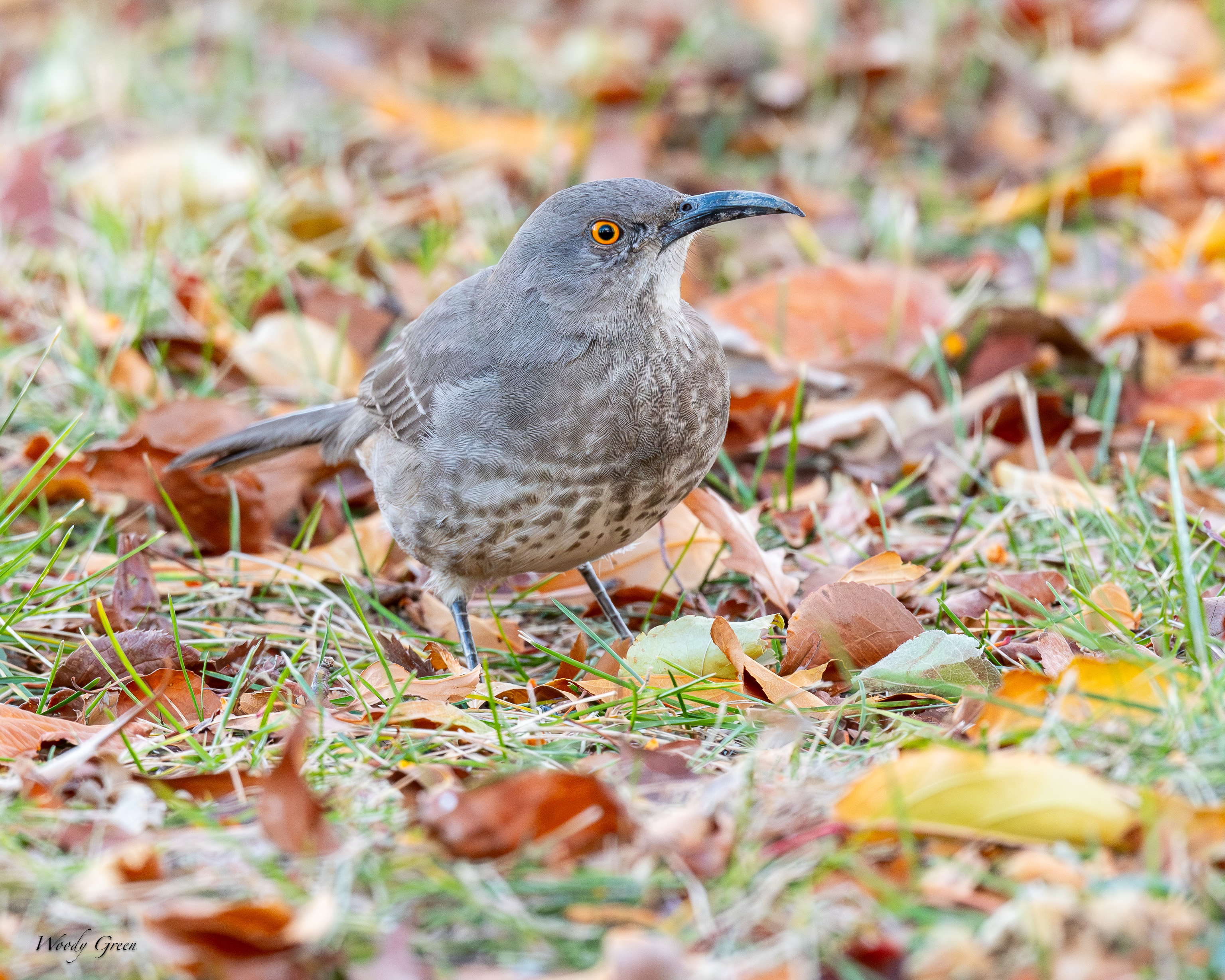 CurveBilledThrasher-164.jpg