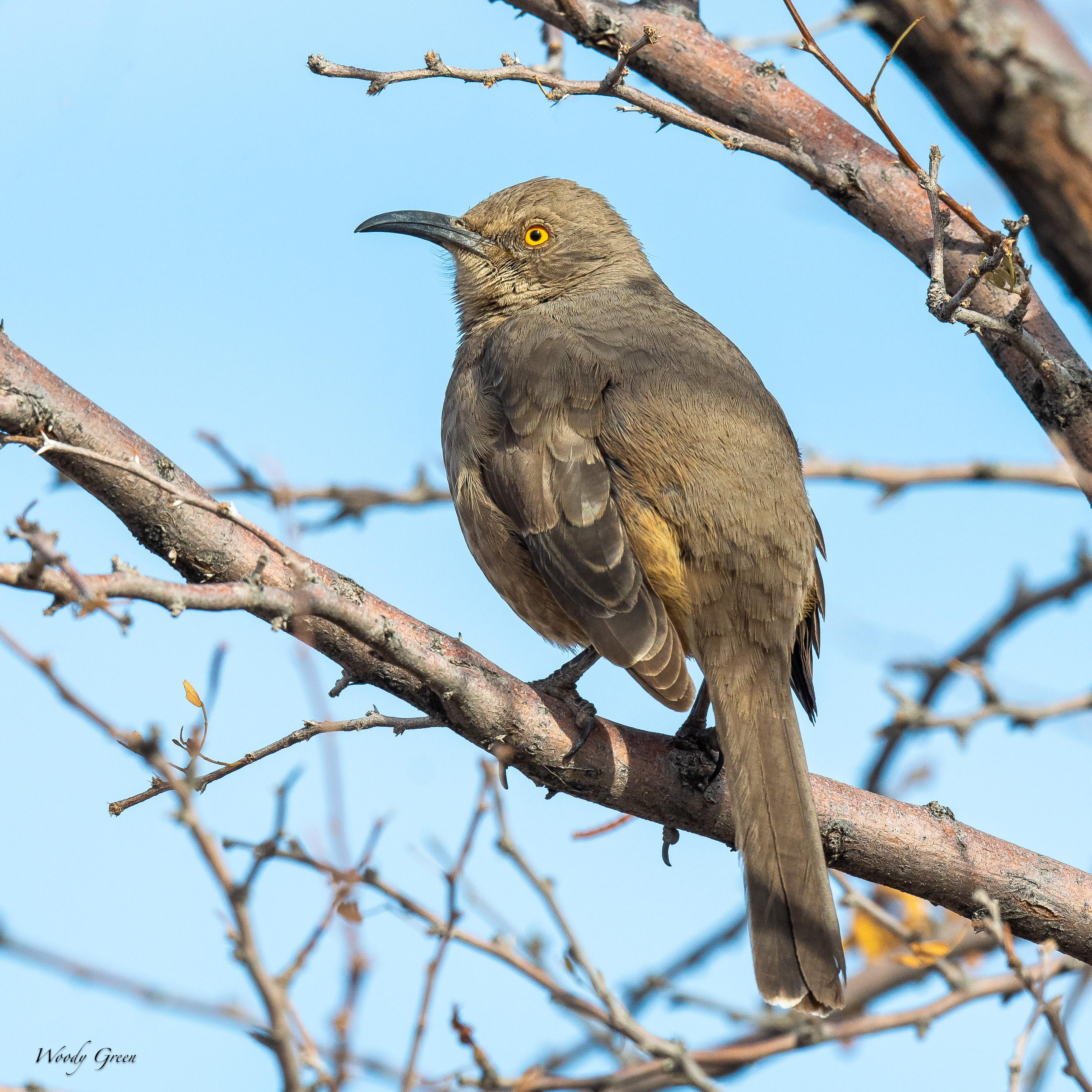 CurvedBillThrasher-253.jpg