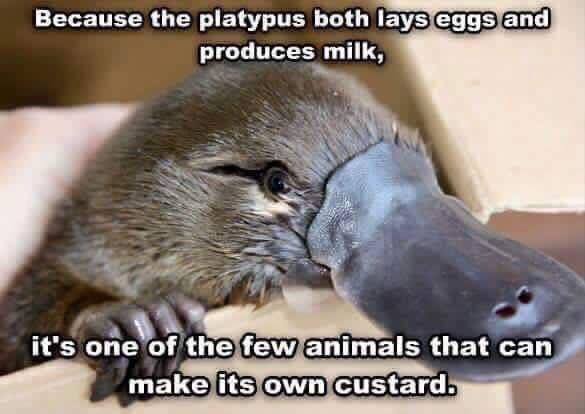 custard.jpg