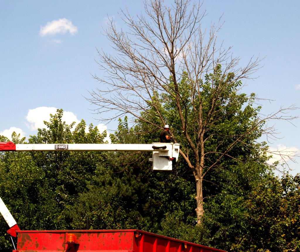 CUTTING DOWN MY TREE.jpg