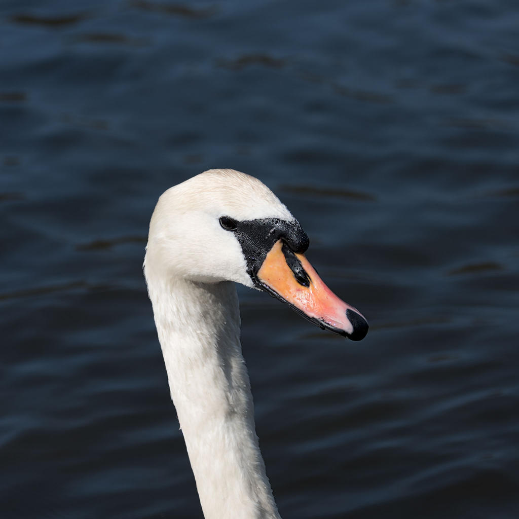 Cygnet-2.jpg