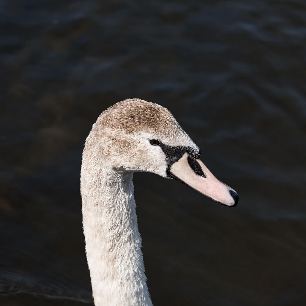 Cygnet.jpg