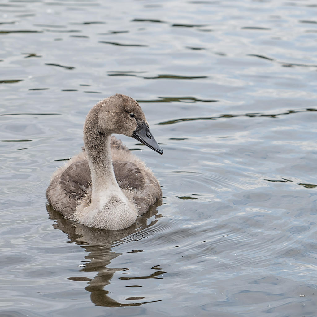 Cygnet.jpg