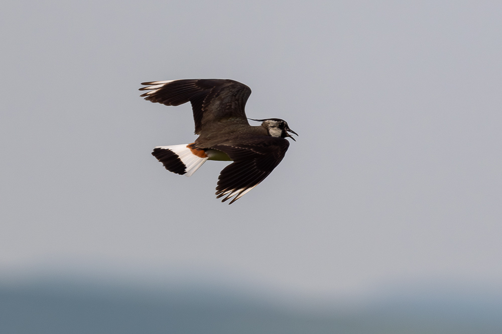 d500-5.jpg